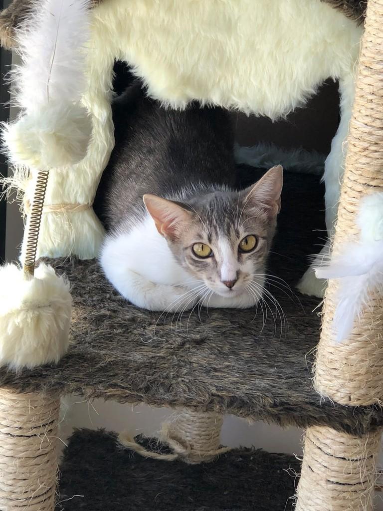 Pitica, gata de porte pequeno para adoção em Goiânia - GO — foto 2 de 3