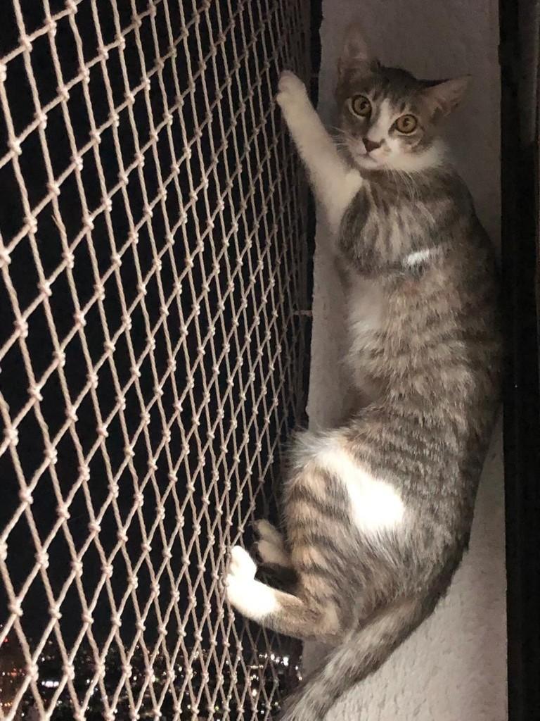 Pitica, gata de porte pequeno para adoção em Goiânia - GO — foto 3 de 3