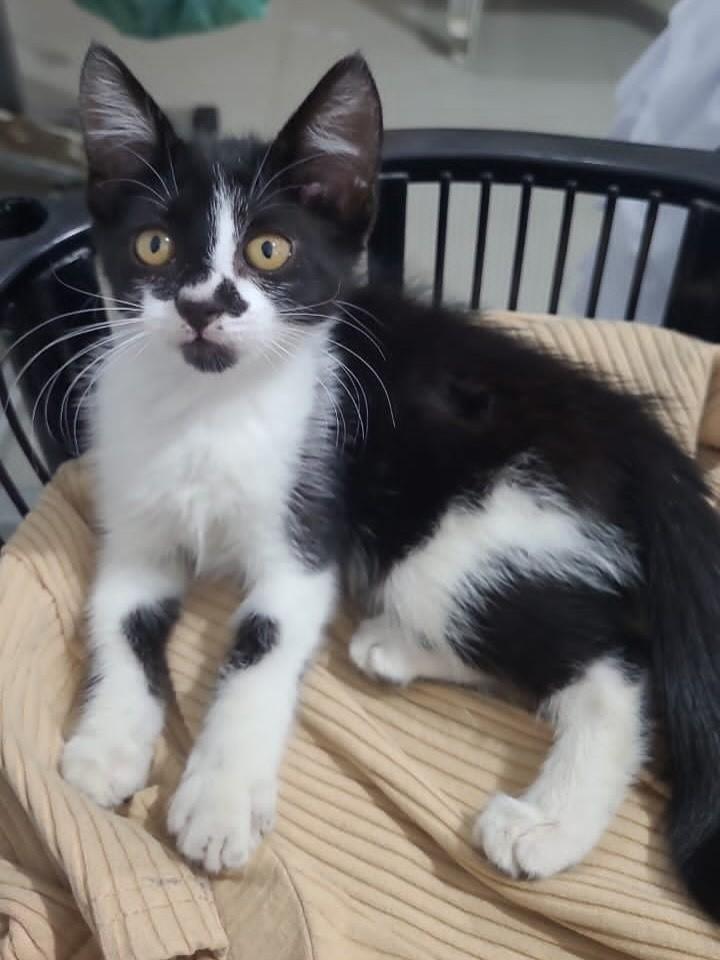 Coração, gata de porte pequeno para adoção em Goiânia - GO