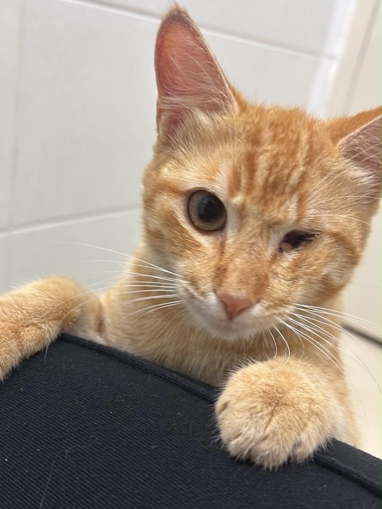 Yellow, gato de porte pequeno para adoção em Goiânia - GO