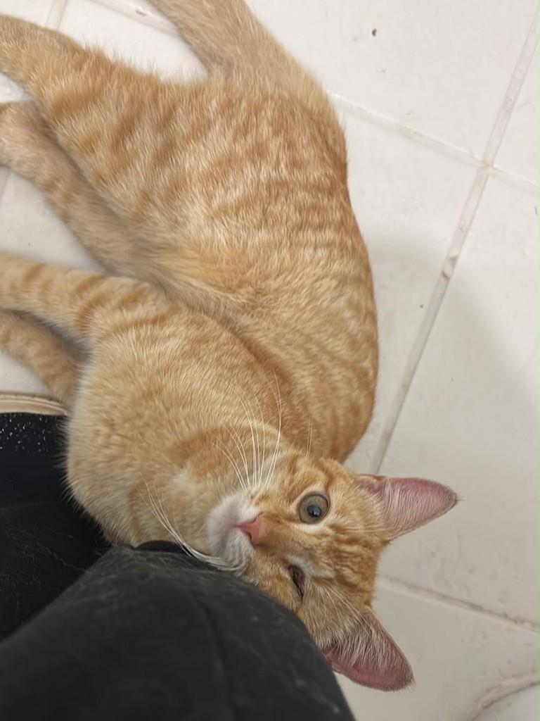 Yellow, gato de porte pequeno para adoção em Goiânia - GO — foto 2 de 2