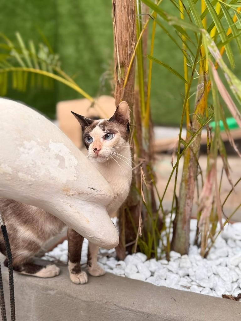 Pérola, gata de porte pequeno para adoção em Goiânia - GO