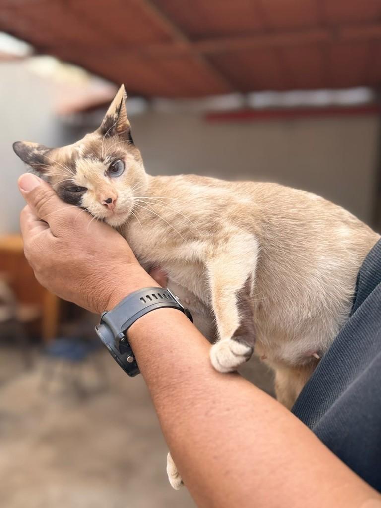 Pérola, gata de porte pequeno para adoção em Goiânia - GO — foto 2 de 3