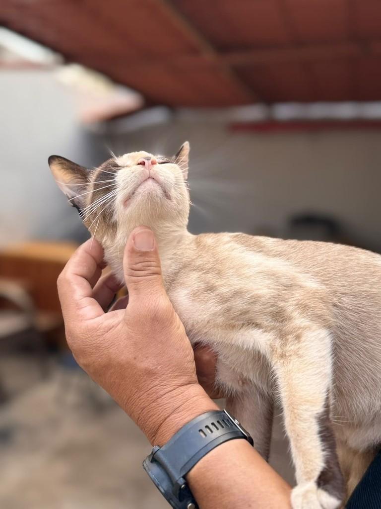 Pérola, gata de porte pequeno para adoção em Goiânia - GO — foto 3 de 3