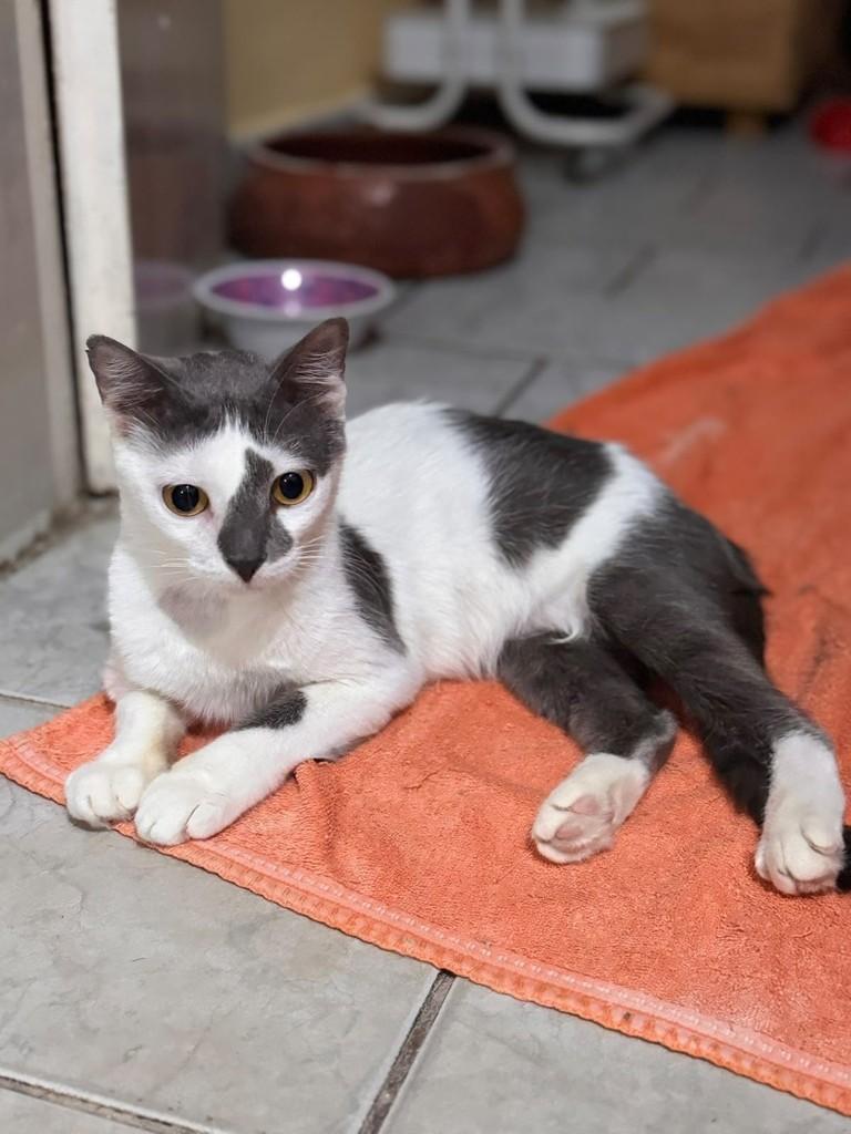 Camomila, gata de porte pequeno para adoção em Goiânia - GO