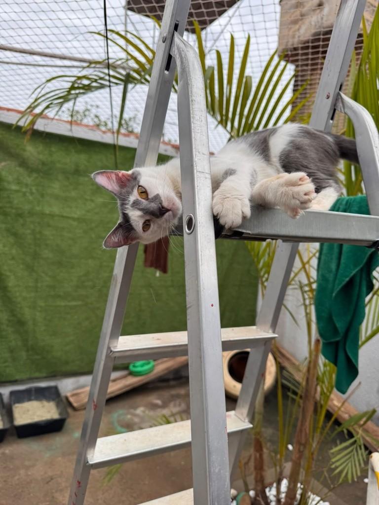Camomila, gata de porte pequeno para adoção em Goiânia - GO — foto 2 de 2