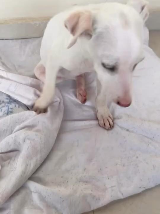 Filhotinha, cachorro de porte pequeno para adoção em Rio Pomba - MG