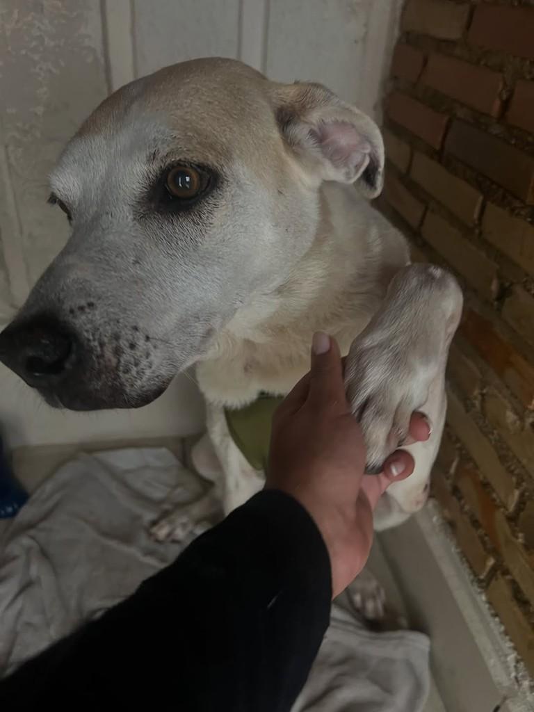 Branca, cadela de porte médio para adoção em Rio Pomba - MG — foto 2 de 8