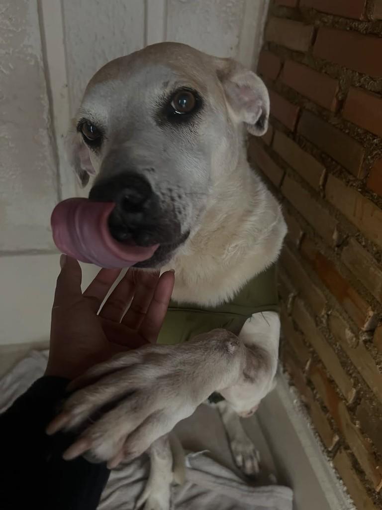 Branca, cadela de porte médio para adoção em Rio Pomba - MG — foto 4 de 8