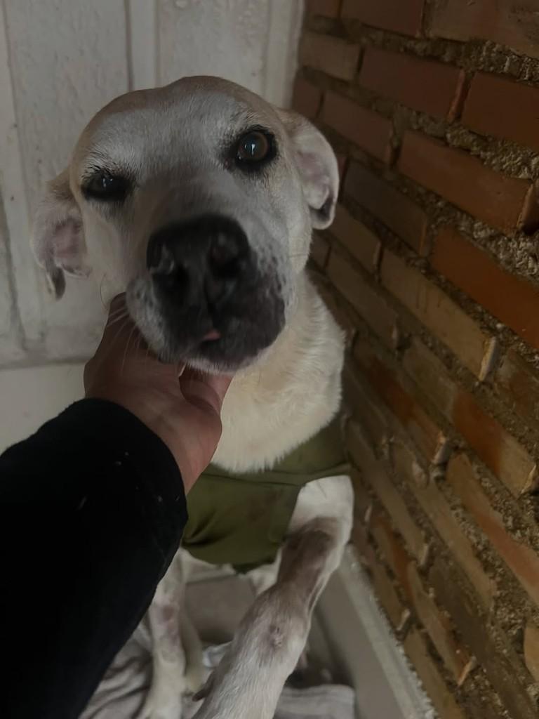 Branca, cadela de porte médio para adoção em Rio Pomba - MG — foto 5 de 8