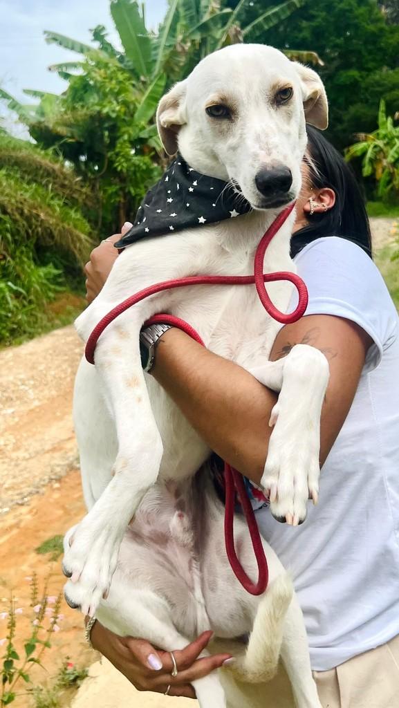 Branquinho, cachorro de porte grande para adoção em Rio Pomba - MG