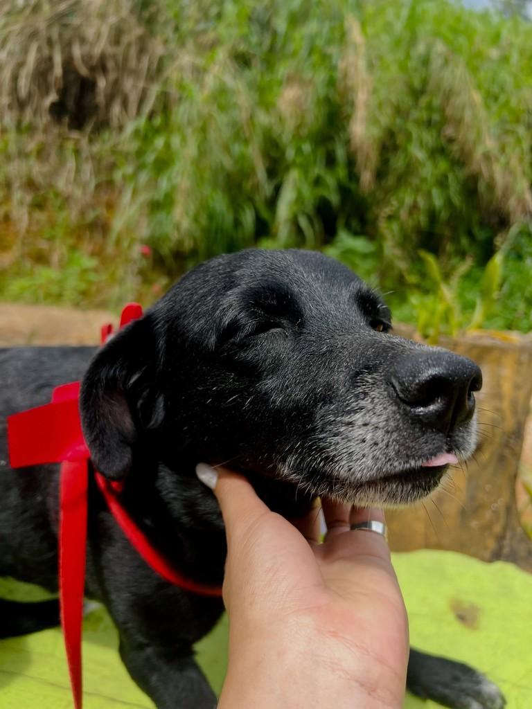 Madona, cadela de porte médio para adoção em Rio Pomba - MG — foto 2 de 3