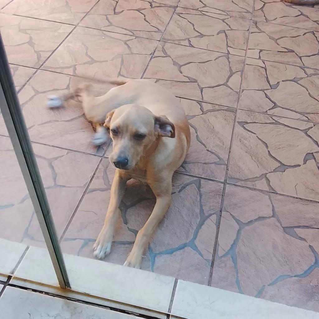 Cachorra, cadela de porte médio para adoção em Panorama - SP