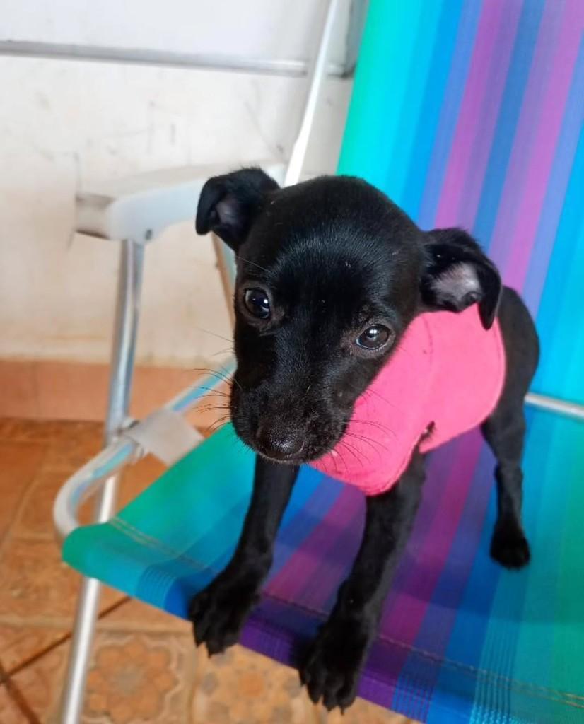 Cachorrinha, cadela de porte pequeno para adoção em Panorama - SP