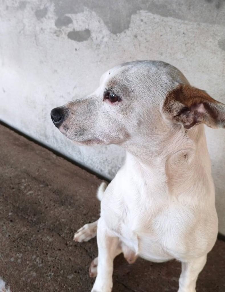 Fubá, cachorro de porte pequeno para adoção em Panorama - SP