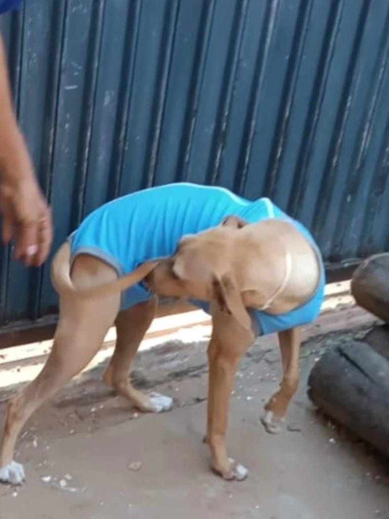Nina, cachorro de porte médio para adoção em Panorama - SP