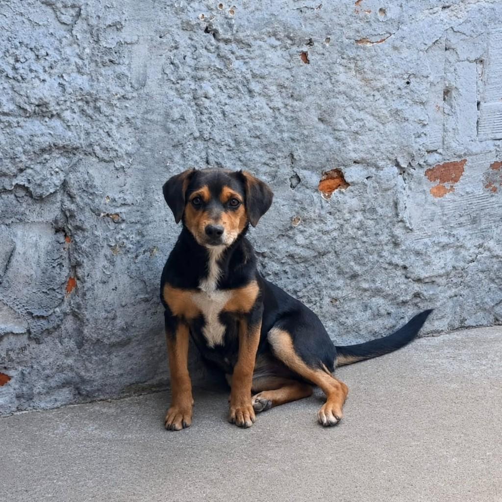 Princesa, cachorro de porte médio para adoção em Panorama - SP