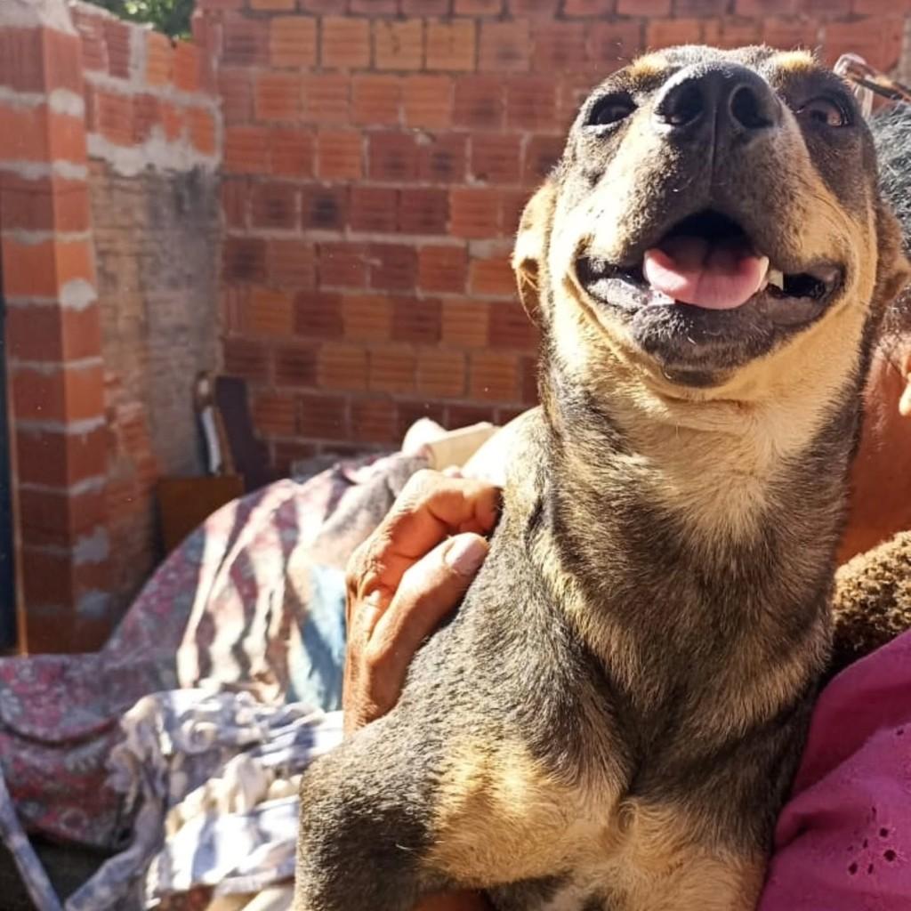 Fred, cachorro de porte médio para adoção em Paulicéia - SP