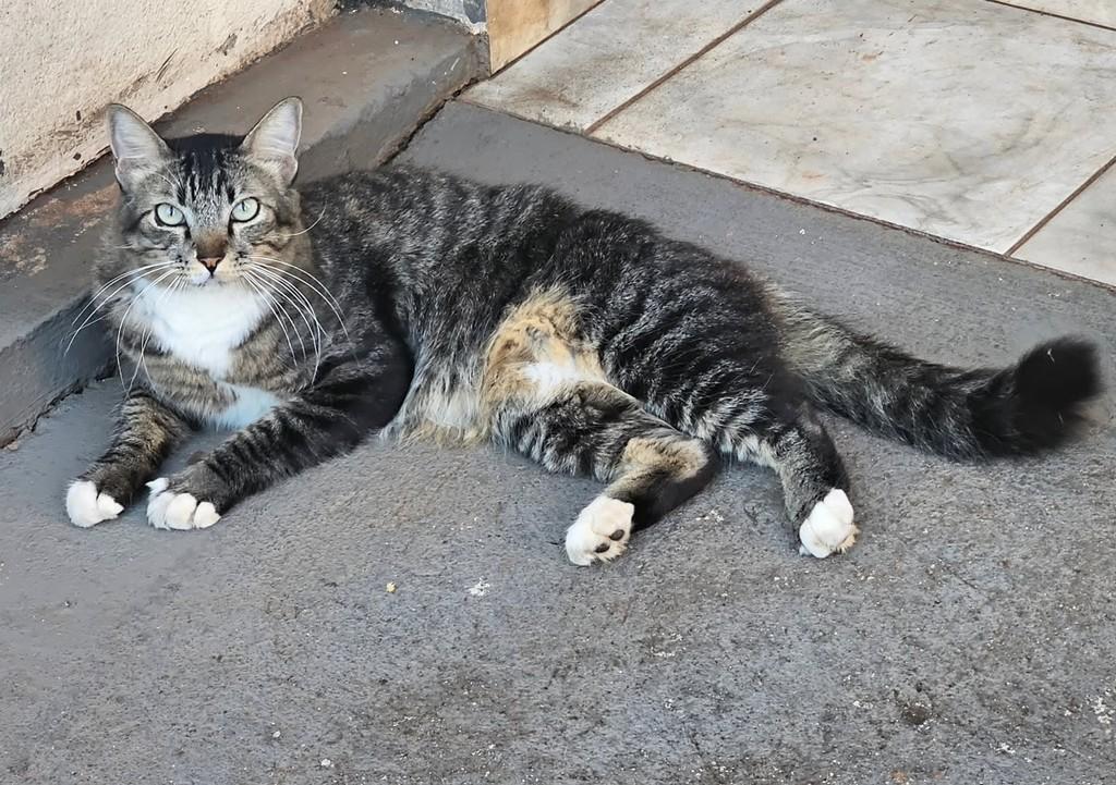 Bonitão, gato de porte médio para adoção em Panorama - SP