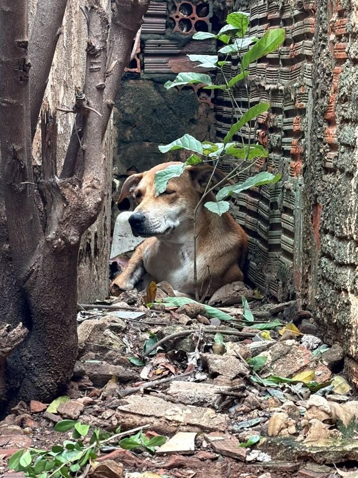 Caramela, cadela de porte pequeno para adoção em Panorama - SP