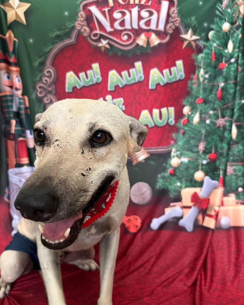 Apolo, cachorro de porte grande para adoção em Recife - PE