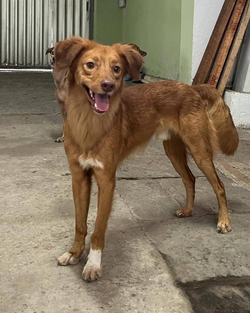 Zeca, cachorro de porte médio para adoção em Recife - PE