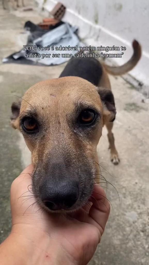 Hannah, cachorro de porte pequeno para adoção em Recife - PE