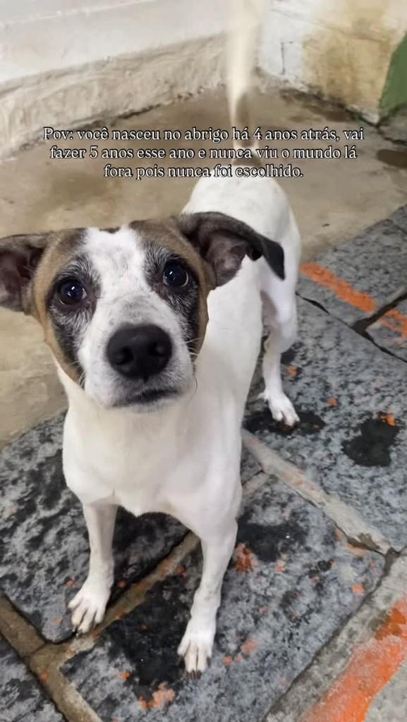 Dino, cachorro de porte médio para adoção em Recife - PE