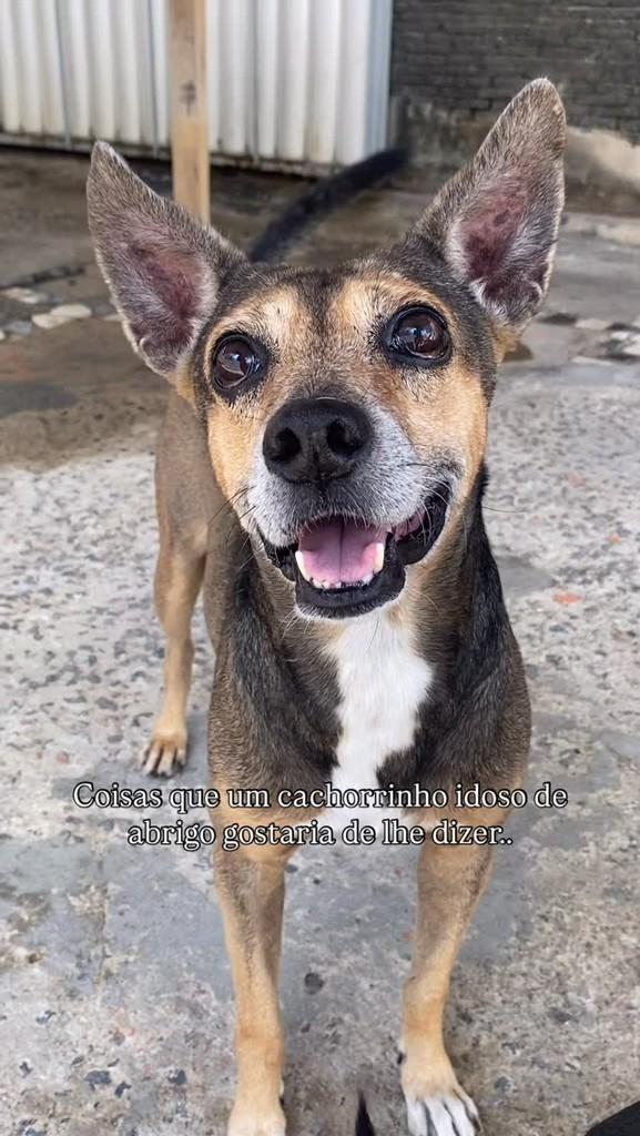 Cabuloso, cachorro de porte médio para adoção em Recife - PE