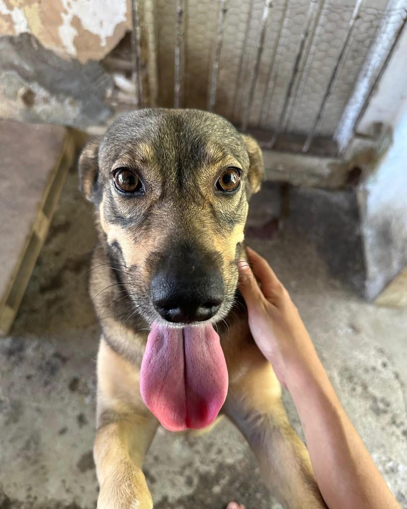 Kira, cadela de porte médio para adoção em Recife - PE