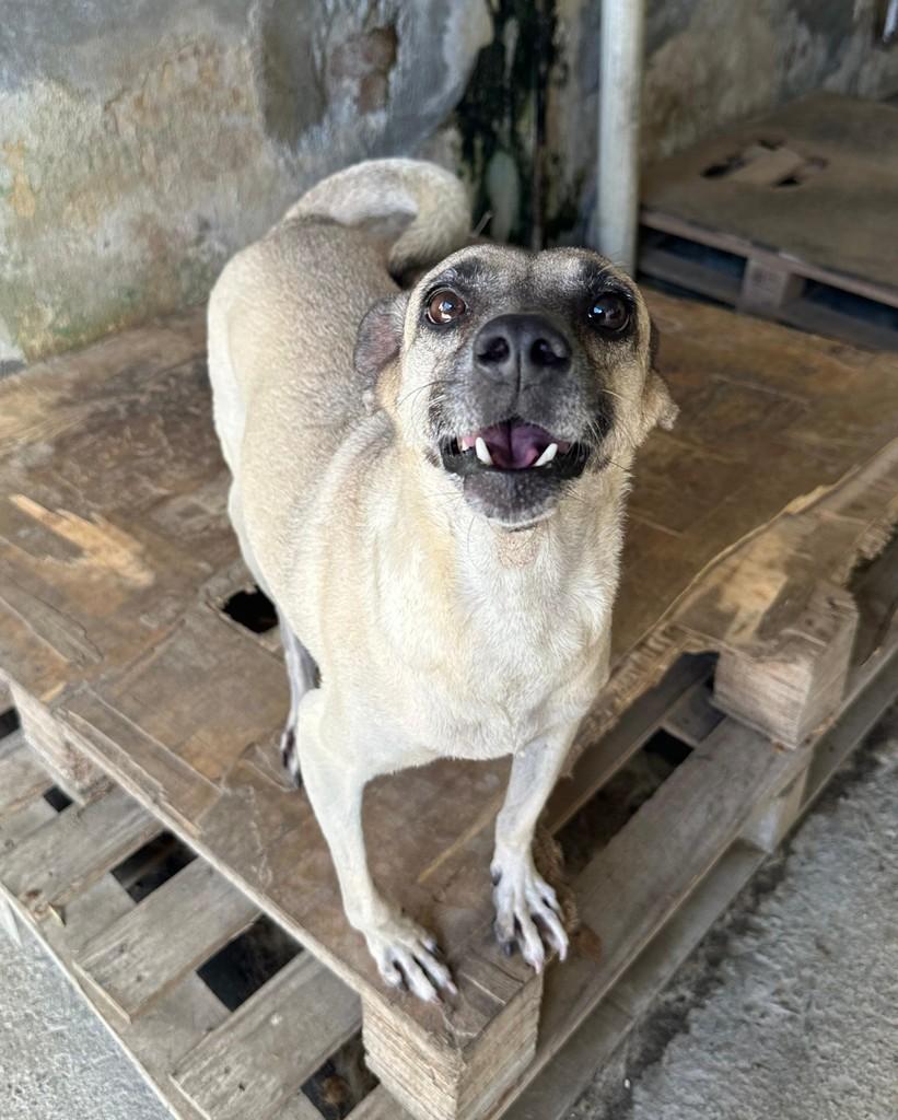 Gabi, cadela de porte pequeno para adoção em Recife - PE