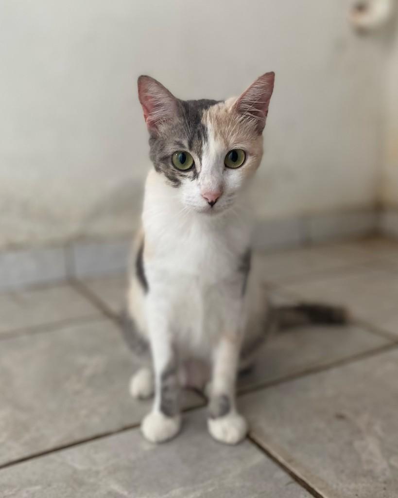 Charlotte, gata de porte pequeno para adoção em Recife - PE