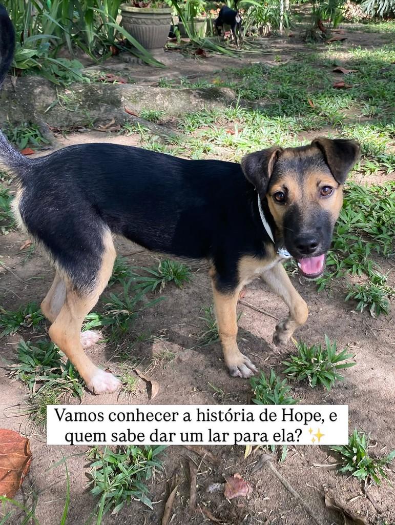 Hope, cadela de porte pequeno para adoção em Recife - PE
