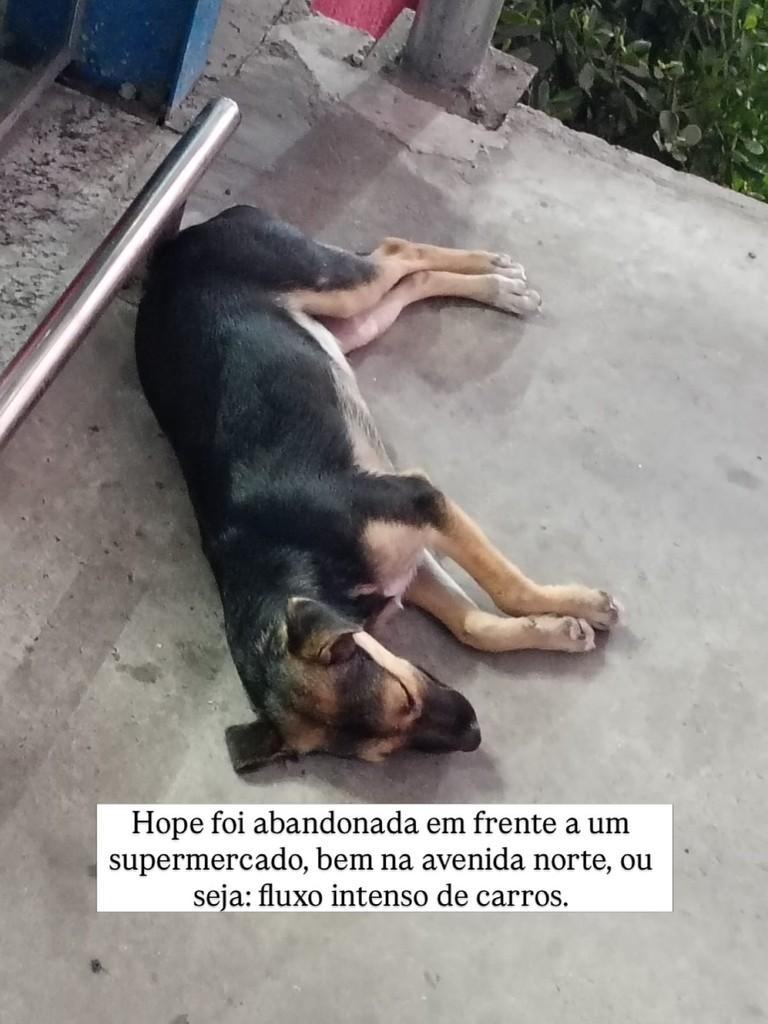Hope, cadela de porte pequeno para adoção em Recife - PE — foto 2 de 2