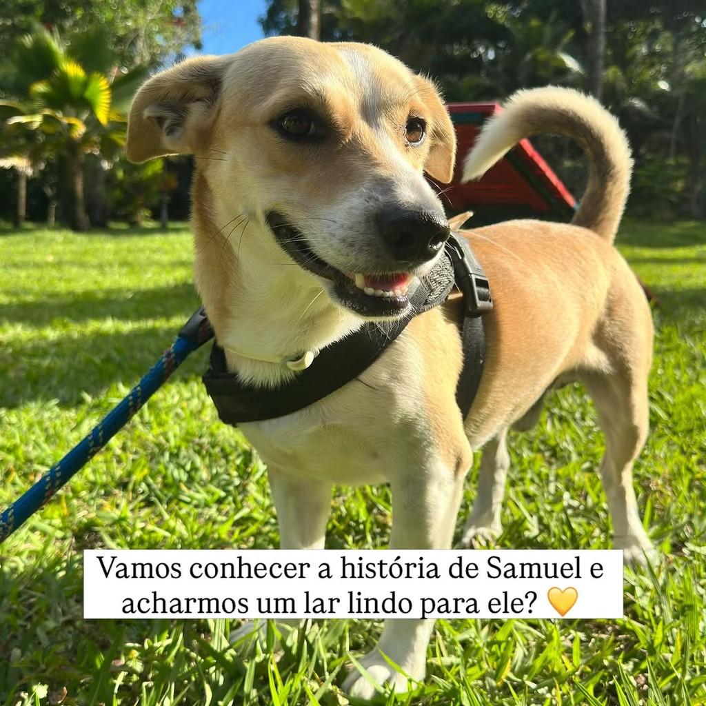 Samuel, cachorro de porte pequeno para adoção em Recife - PE
