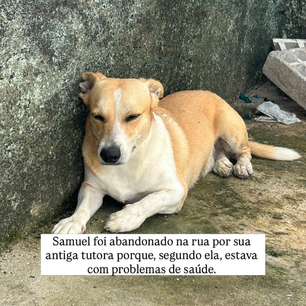 Samuel, cachorro de porte pequeno para adoção em Recife - PE — foto 2 de 2