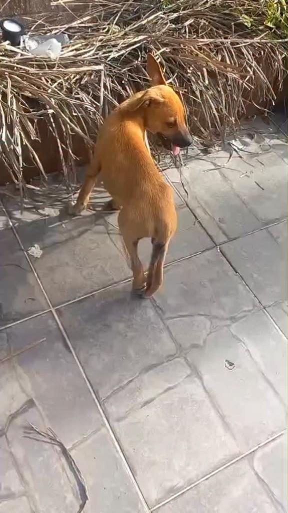 Fabinho, cachorro de porte pequeno para adoção em Patos - PB