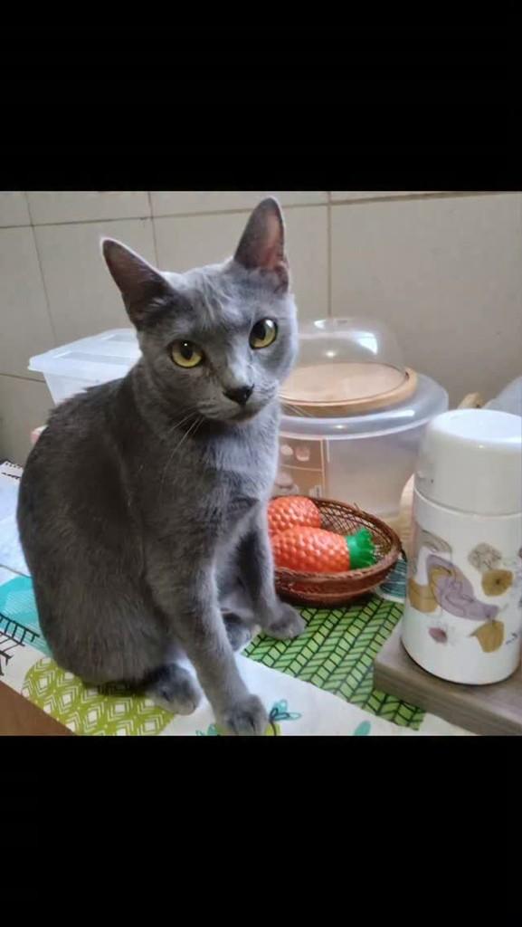 Gris, gata de porte médio para adoção em Patos - PB