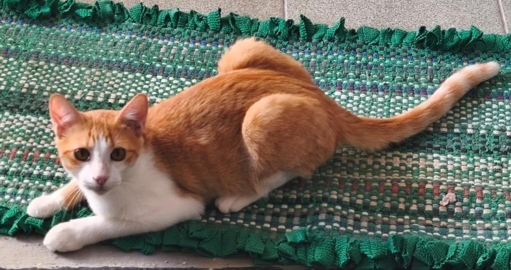 Foguinho, gato de porte médio para adoção em Dracena - SP