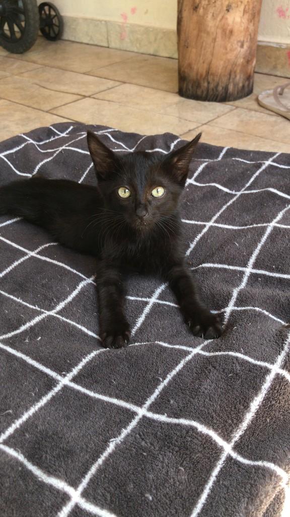 Black, gato de porte pequeno para adoção em Dracena - SP