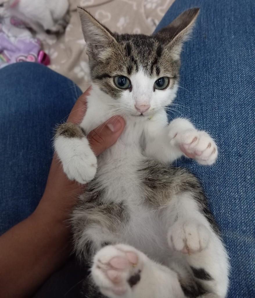 Adote, gato de porte pequeno para adoção em Dracena - SP
