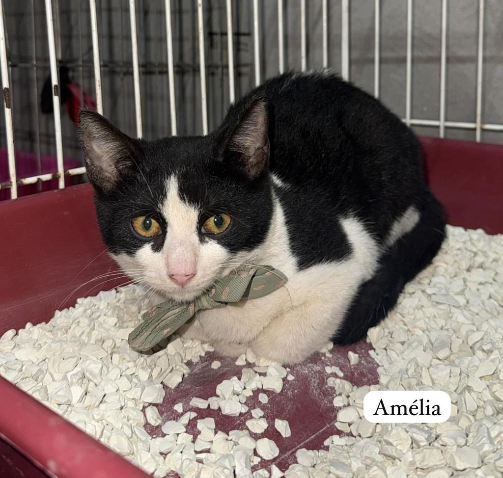 Amélia, gata de porte pequeno para adoção em Dracena - SP