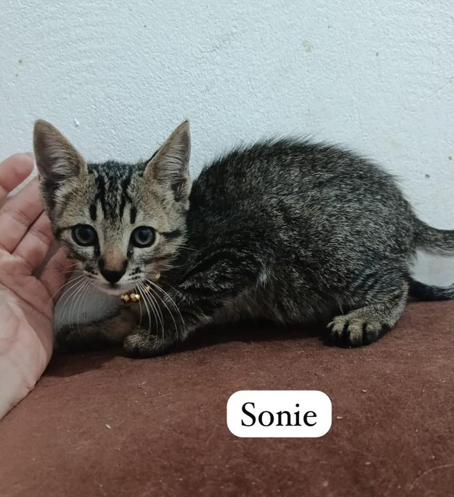 18997237711, gato de porte pequeno para adoção em Dracena - SP