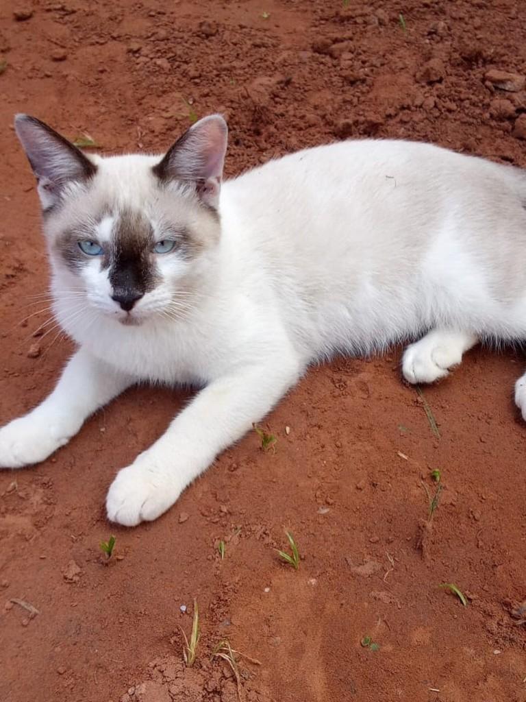 Jheniffer, gato de porte pequeno para adoção em Dracena - SP