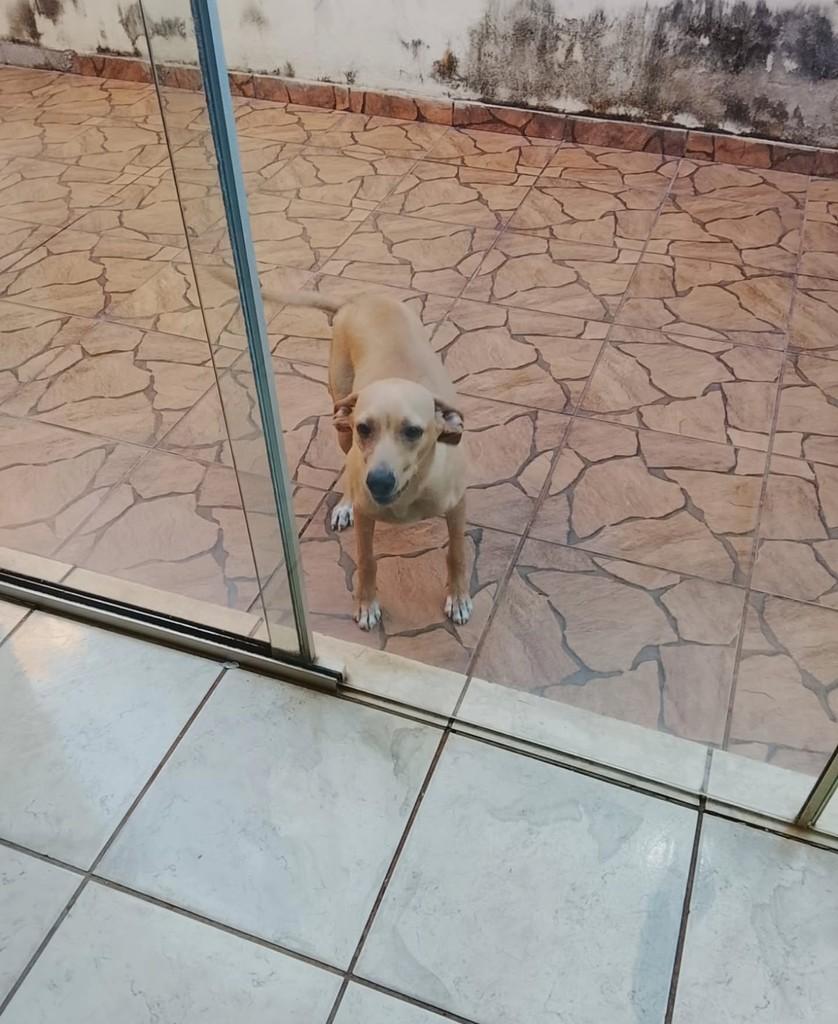 Cachorra, cadela de porte médio para adoção em Panorama - SP
