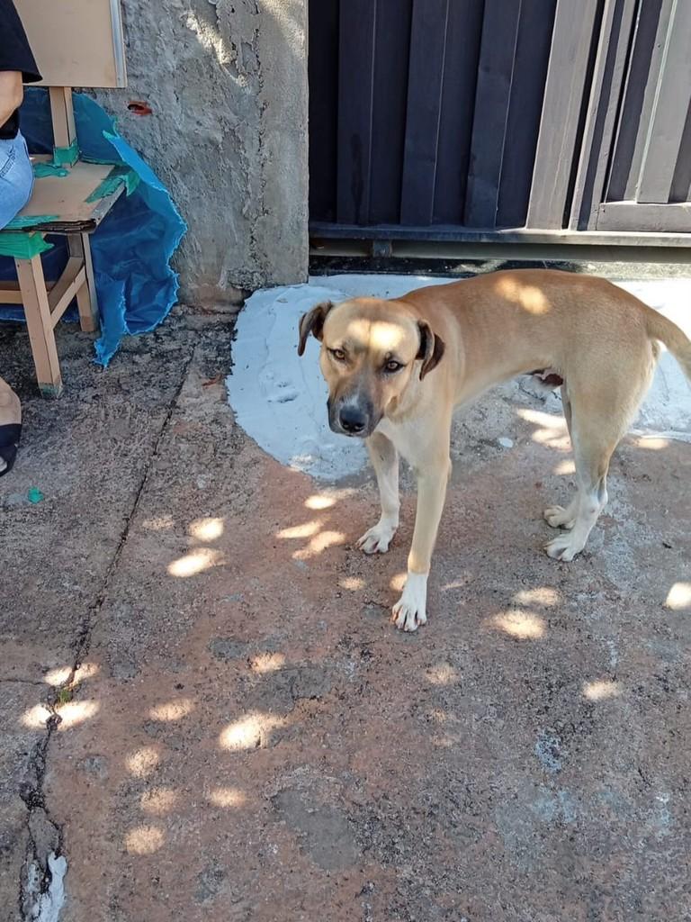 Doa-se, cachorro de porte médio para adoção em Dracena - SP