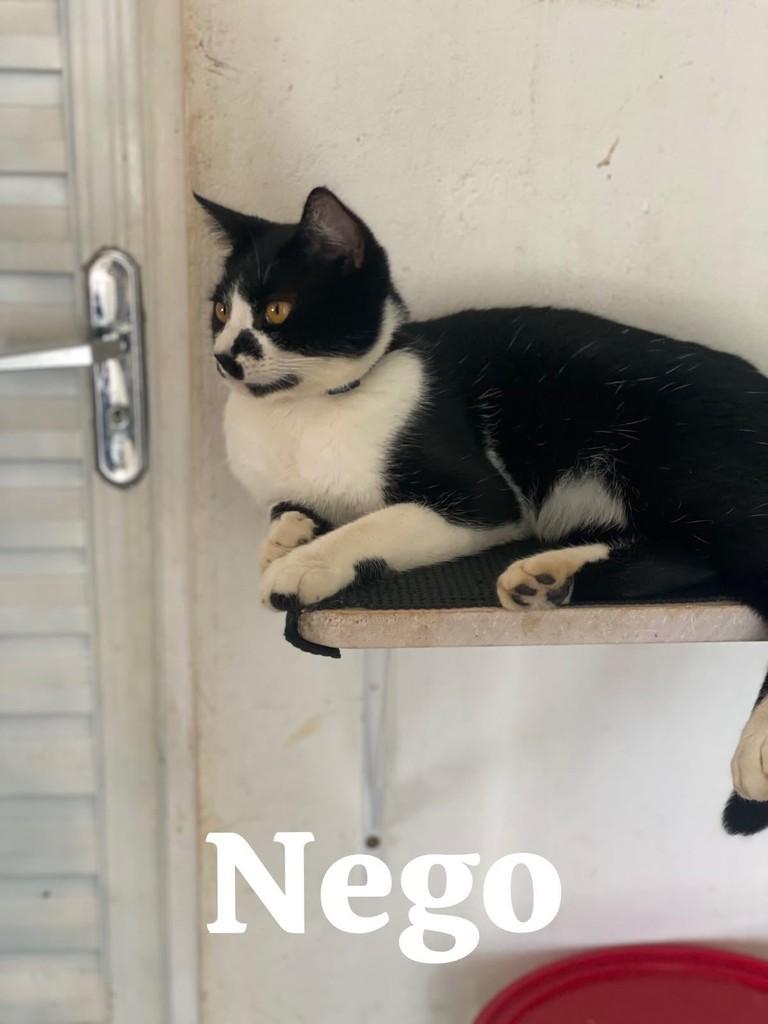Frajolinhas, gato de porte pequeno para adoção em Dracena - SP