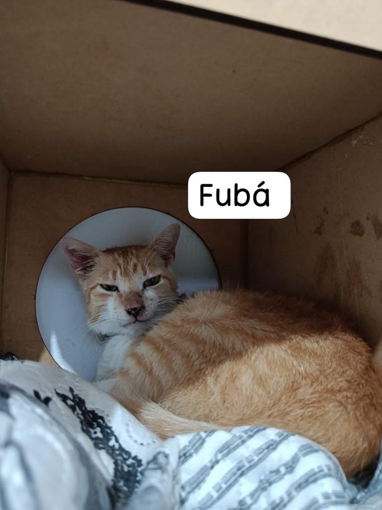 Fubá, gato de porte médio para adoção em Dracena - SP