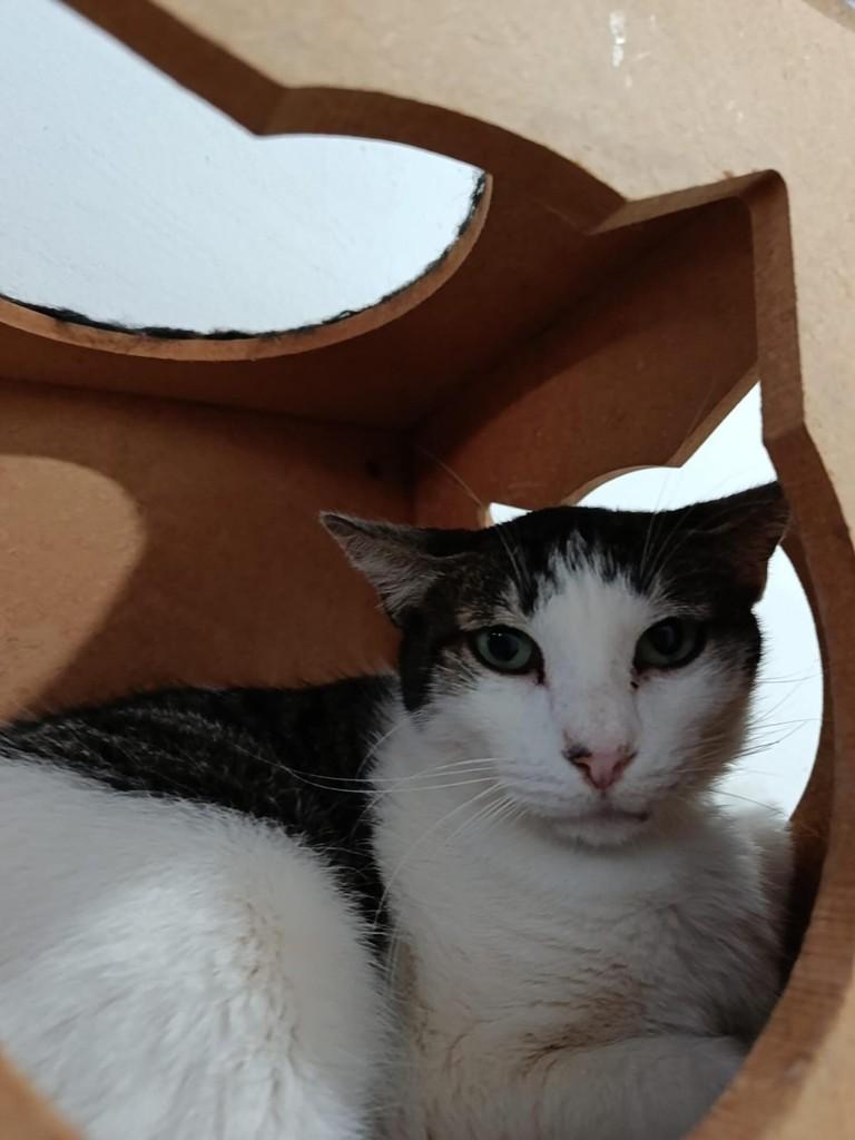 Francisco, gato de porte pequeno para adoção em Dracena - SP