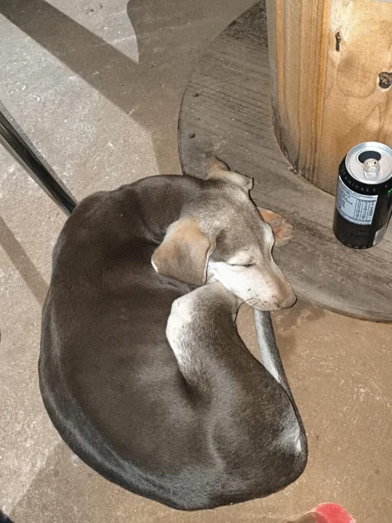 Princesa, cachorro de porte pequeno para adoção em Dracena - SP